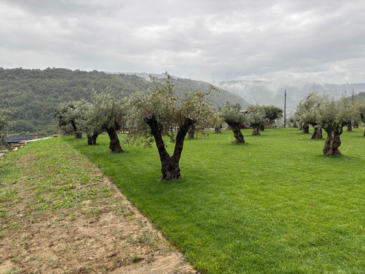 Koper FAM Trip Highlight: Truffles, Olive Groves &amp; Fine Wine
