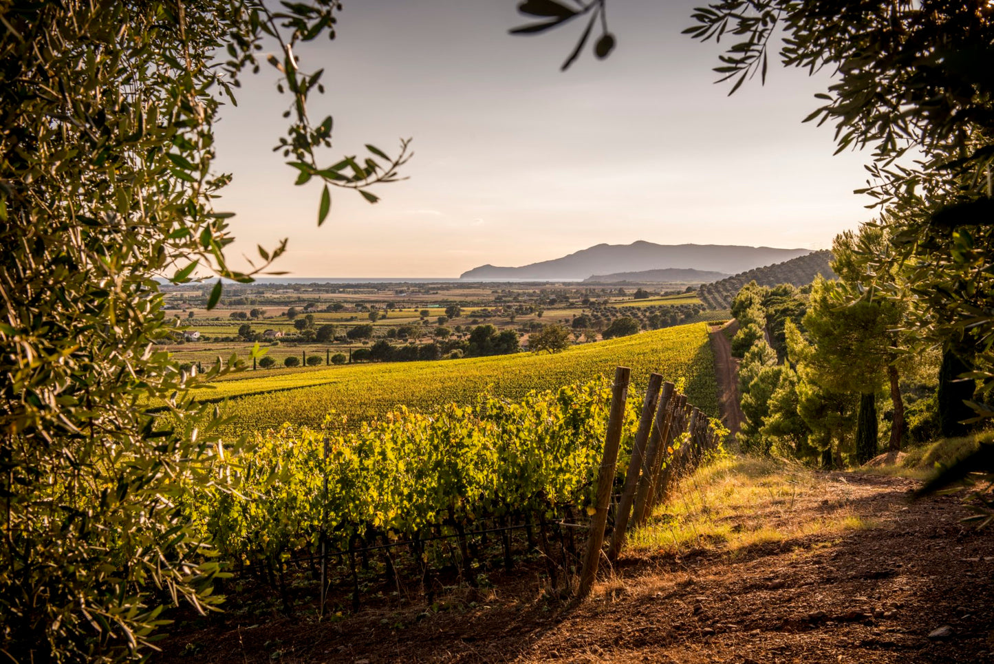 Chic Tasting in Tuscany