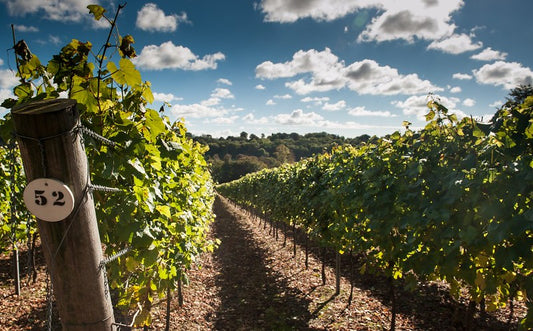 Hambledon Vineyard