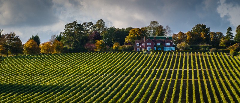 Hambledon Vineyard