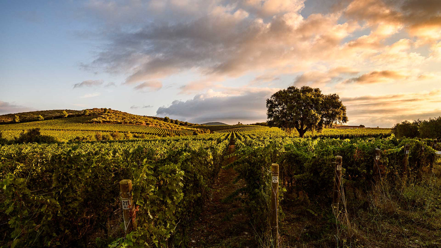 Chic Tasting in Tuscany