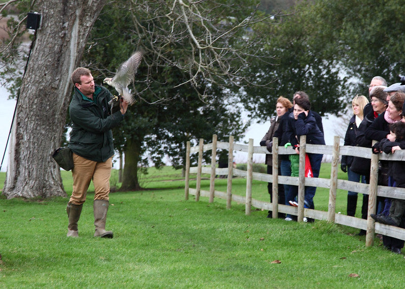 Private Leeds Castle Tour and Falconry Display with Afternoon Tea (from Tilbury)