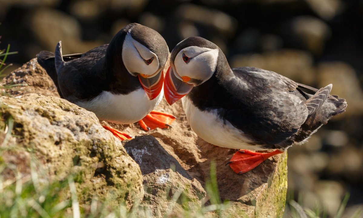 Runde Bird Island Expedition