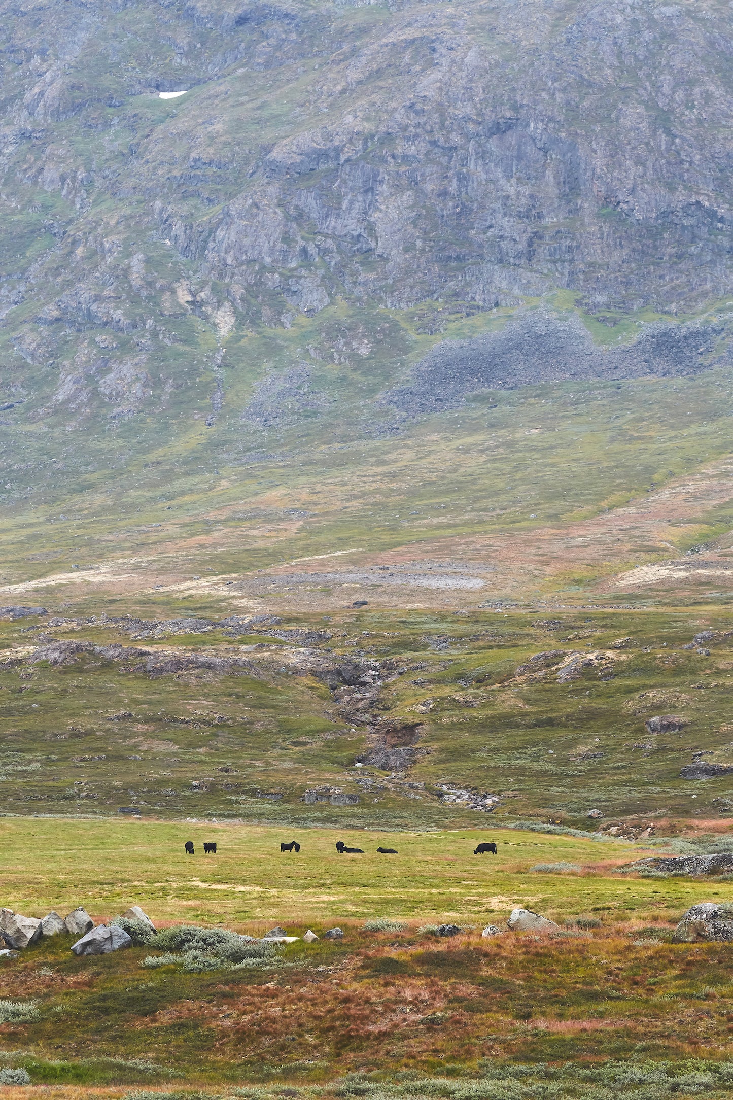 Taste of Greenland