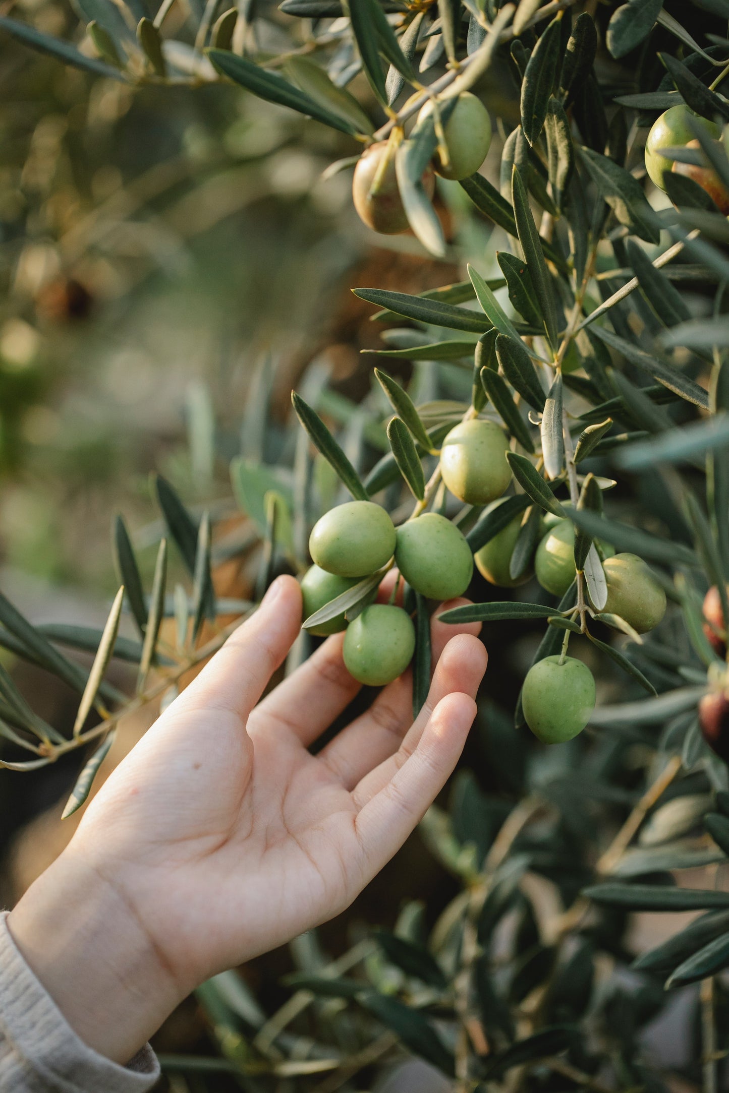 Organic Olive Farm & Lustica by E-bike