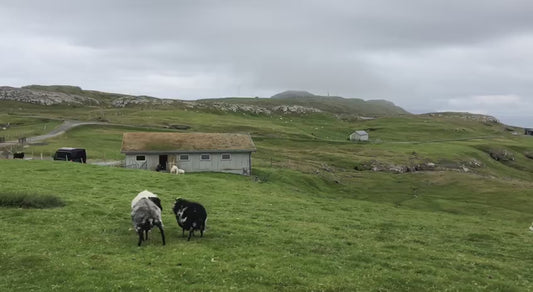 Torkilsheyggjsgarður Farm